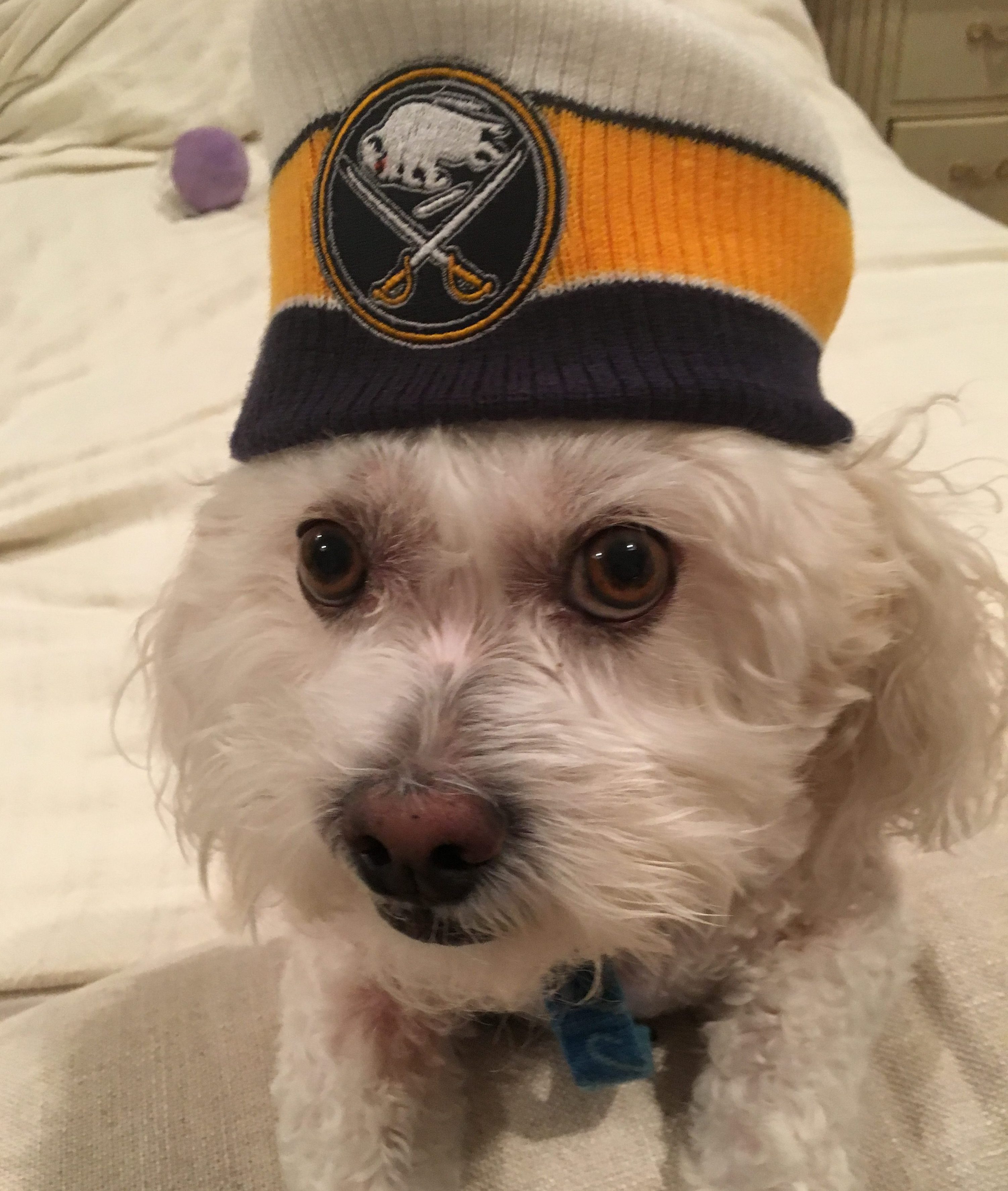 Travel Update: Attending A Buffalo Sabres Hockey Game In 2021