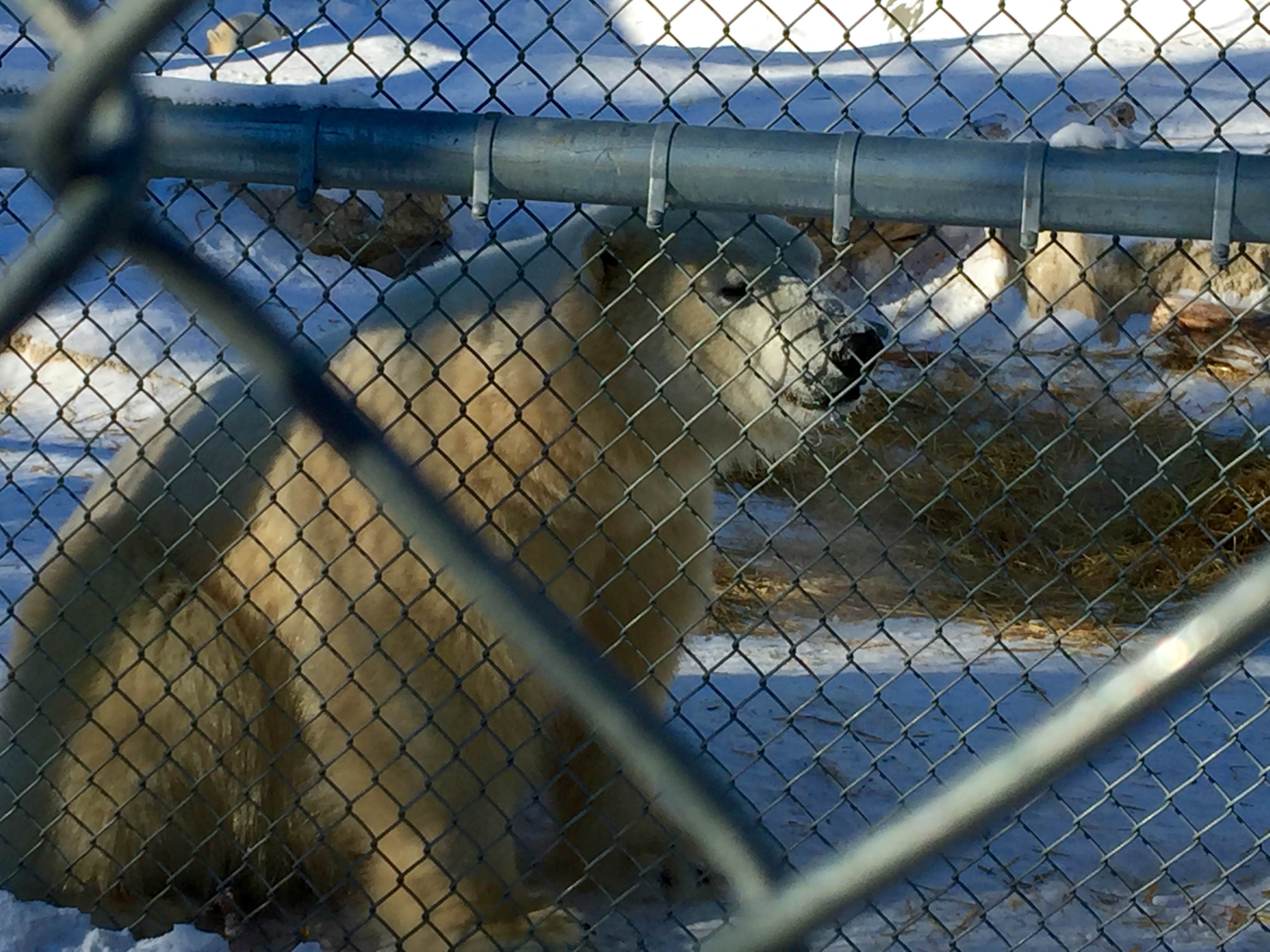 6 Best Fun Things To Do In Winnipeg During Winter Weekends