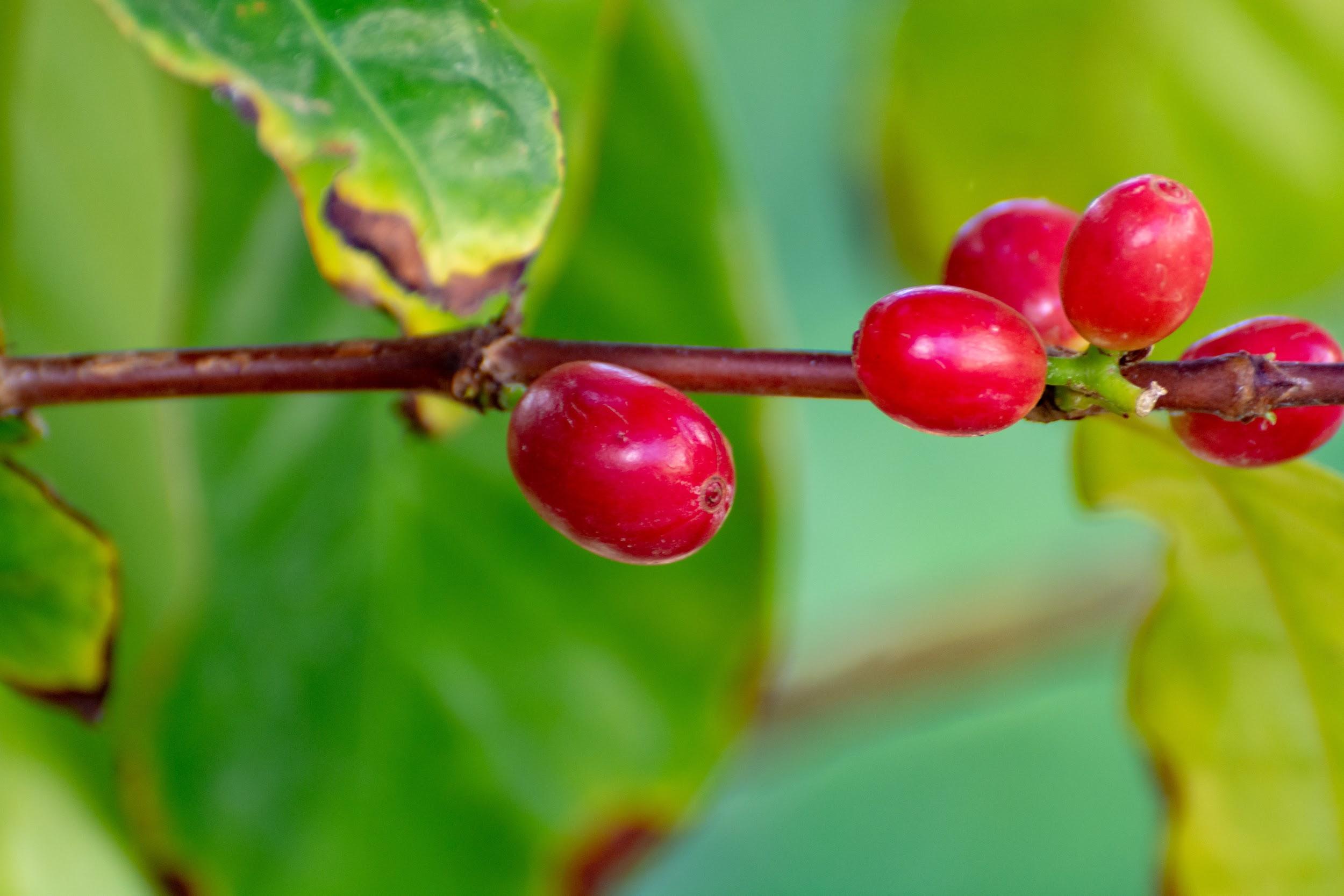 The Essential Guide To Visit Colombia’s Coffee Triangle Region
