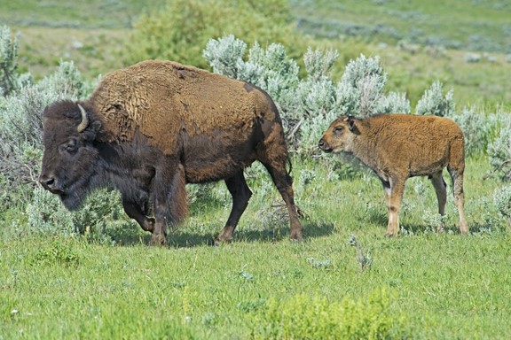 Must-Do Wyoming Travel Vacation Activities And Adventures