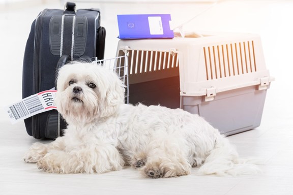 The Best Pet-Friendly Travel Options To Explore With Your Dog Or Cat