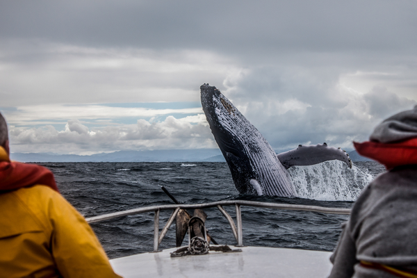 The World’s Greatest Whale Watching Destinations To Add To Your Bucket List